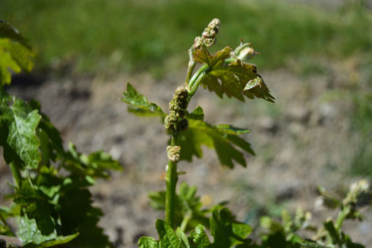 Un fiore di vite dalle vigne coltivate bio Cantalici