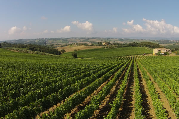 Green hills of vinyards in the Chianti Classico region from Cantalici lands