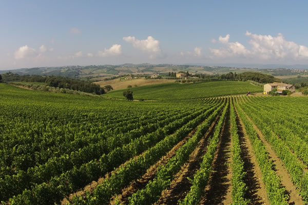 Vigneti nel Chianti Classico Cantalici