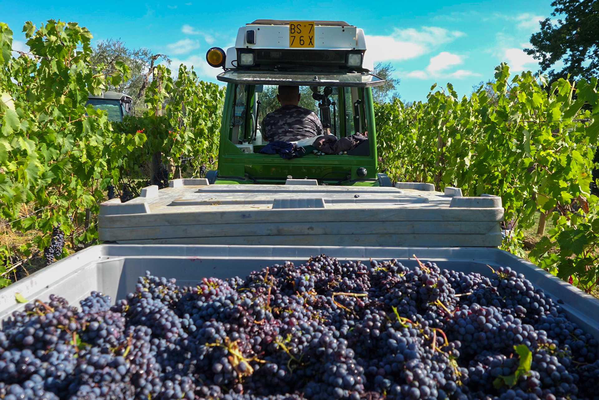 Vendemmia manuale o meccanica?